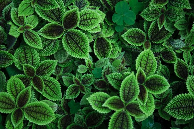 Agroecology – test