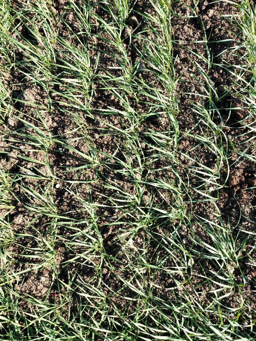 Wheat – Crop rotation