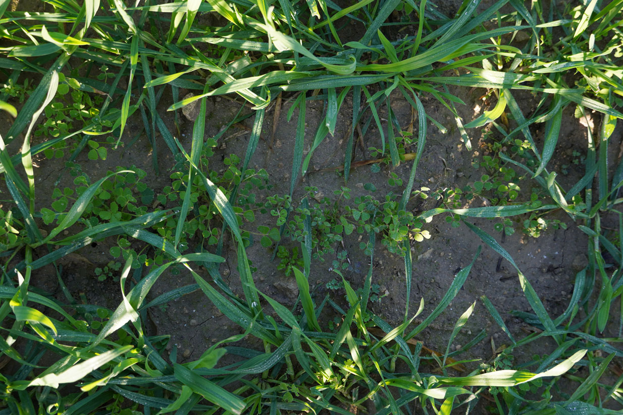 Triticale – Intercropping