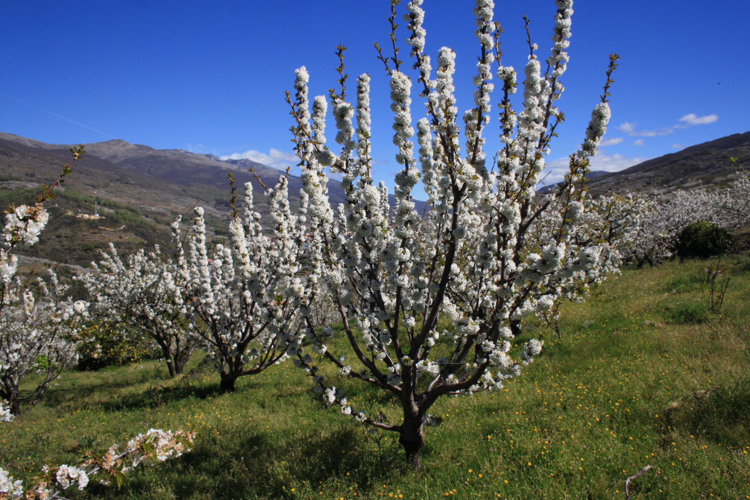 Cherry – Mulching