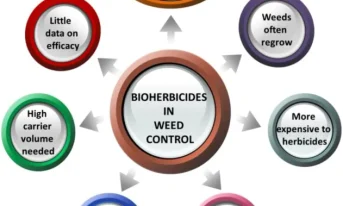 Bioherbicides in weed control